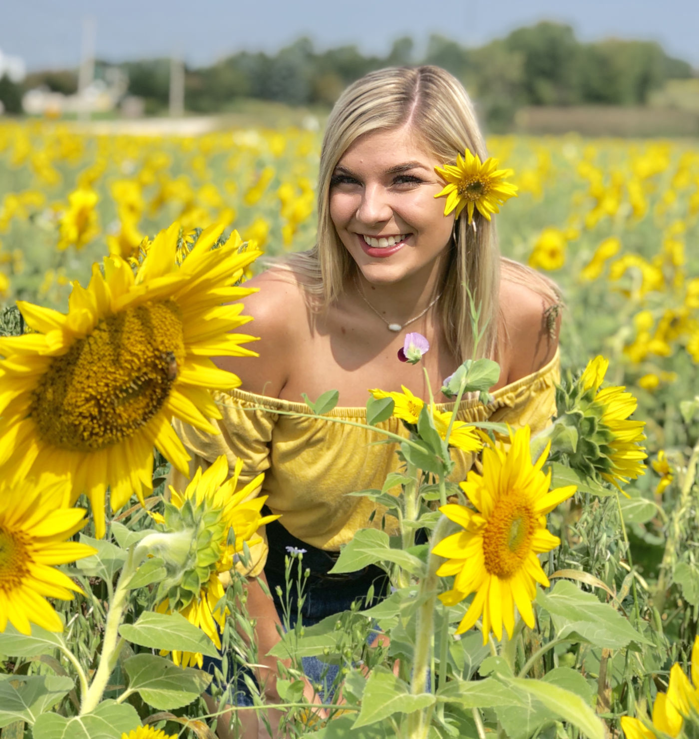 Amy Ambrose: Sunflowers